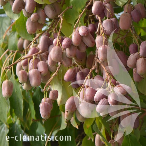 Actinidia arguta Purpurna Sadowa 1.jpg