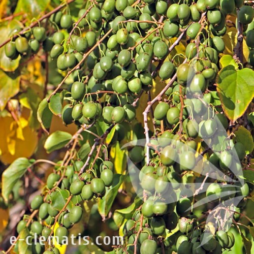 Actinidia arguta Rogów 1.jpg