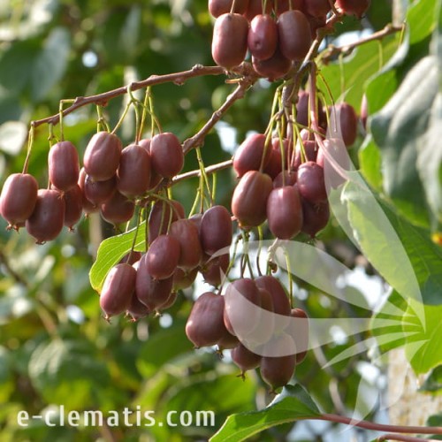 Actinidia arguta SCARLET SEPTEMBER KIWI 1.jpg