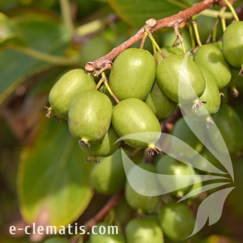 Actinidia arguta VITIKIWI 1.jpg