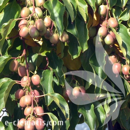 Actinidia arguta Weiki F 1.jpg