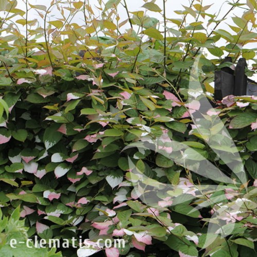 Actinidia kolomikta Adam 1.jpg