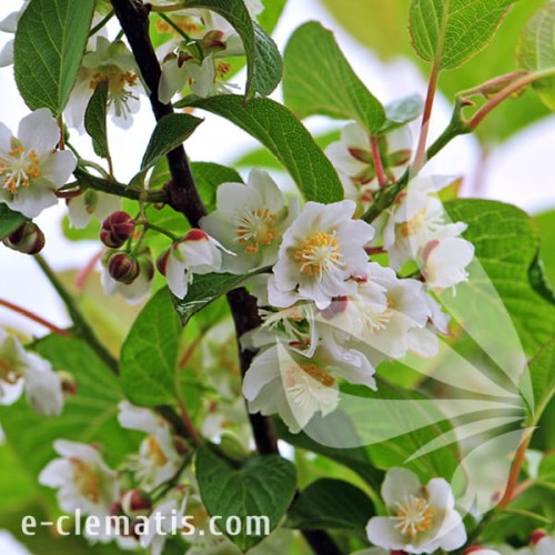 Actinidia kolomikta Sentyabarskaya 1.jpg