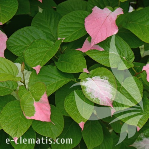 Actinidia kolomikta Vitakola 1.jpg