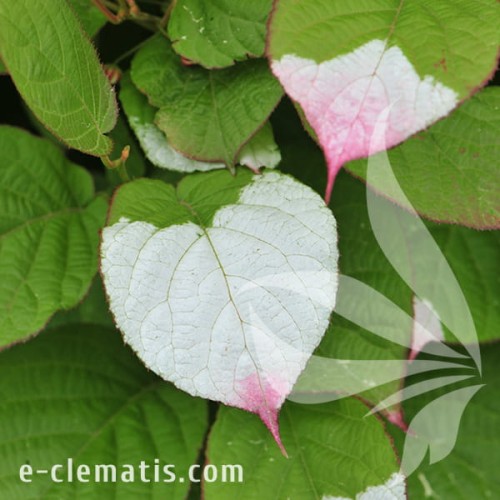 Actinidia kolomikta Dr Szymanowski 1.jpg