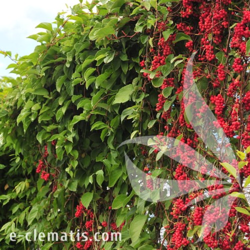 Schisandra chinensis 1.jpg