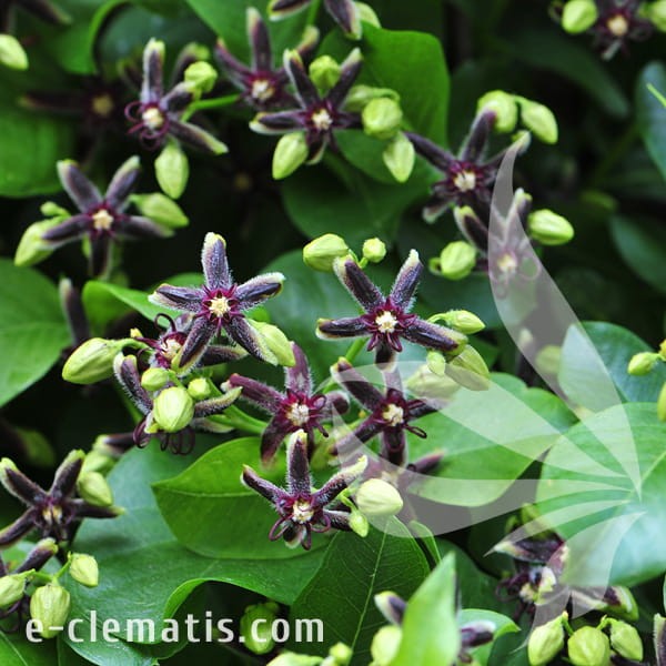 Periploca graeca.jpg