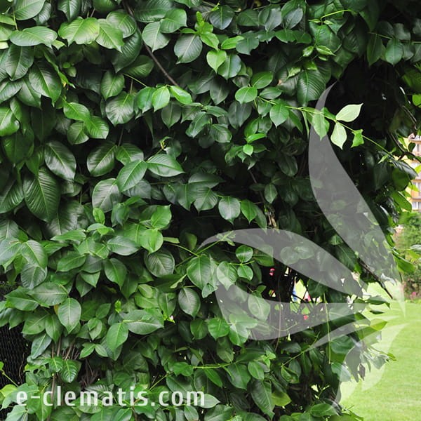 Periploca graeca 1.jpg