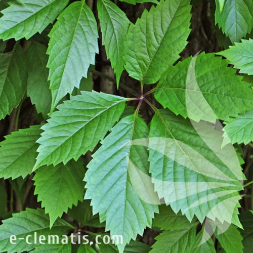 Parthenocissus inserta.jpg