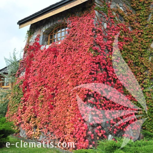Parthenocissus tricuspidata Veitchii 1.jpg