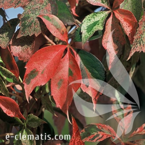Parthenocissus quinquefolia STAR SHOWERS Monham 1.jpg