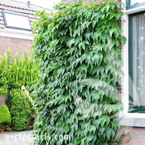 Parthenocissus tricuspidata Green Spring 1.jpg