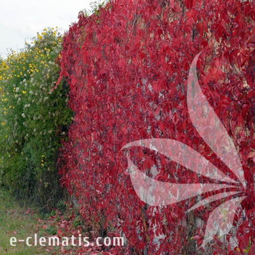 Parthenocissus quinquefolia REDWALL Troki 2.jpg