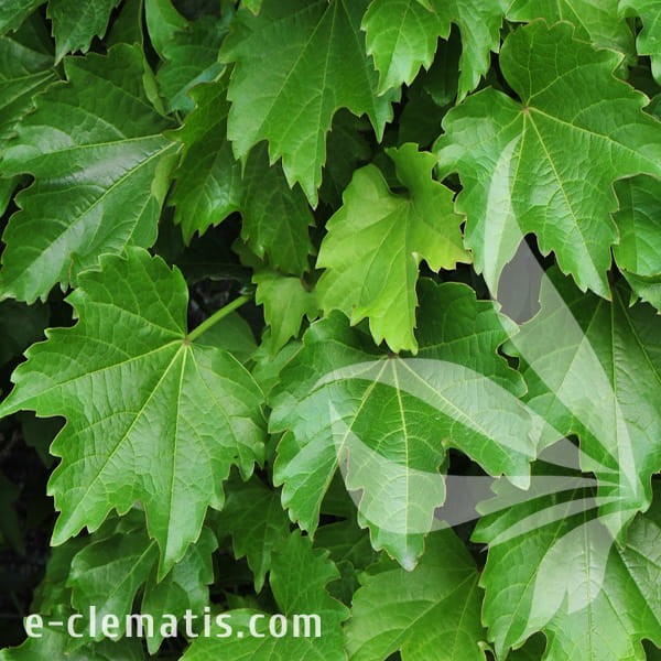 Parthenocissus tricuspidata Diamond Mountains.jpg