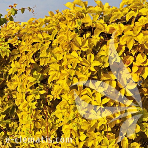 Parthenocissus quinquefolia Yellow Wall 1.jpg