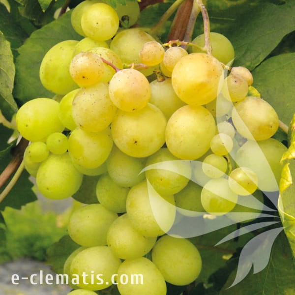 Vitis Lilla.jpg