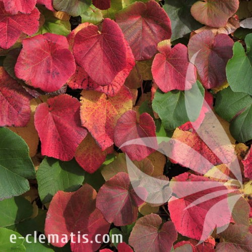 Vitis coignatiae 1.jpg