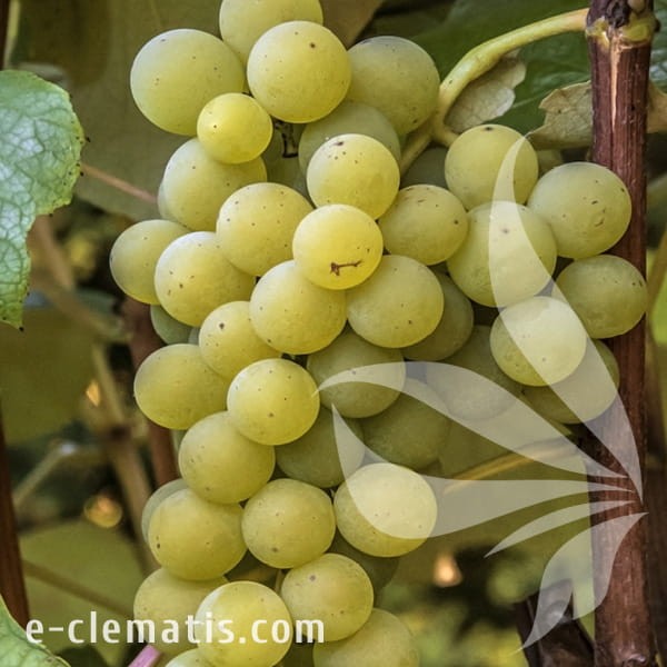 Vitis Iza Zaliwska.jpg