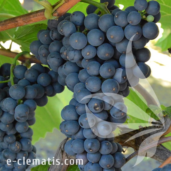 Vitis Leon Milot.jpg