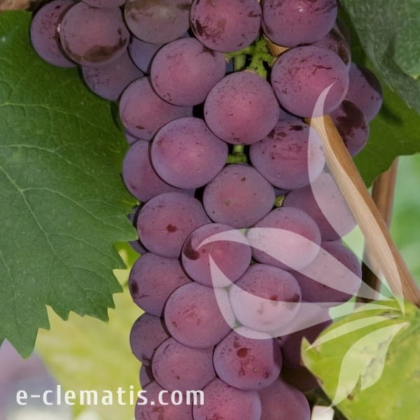 Vitis Konkord Rosyjski.jpg