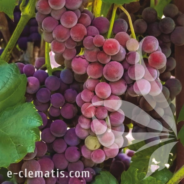 Vitis Swenson Red.jpg