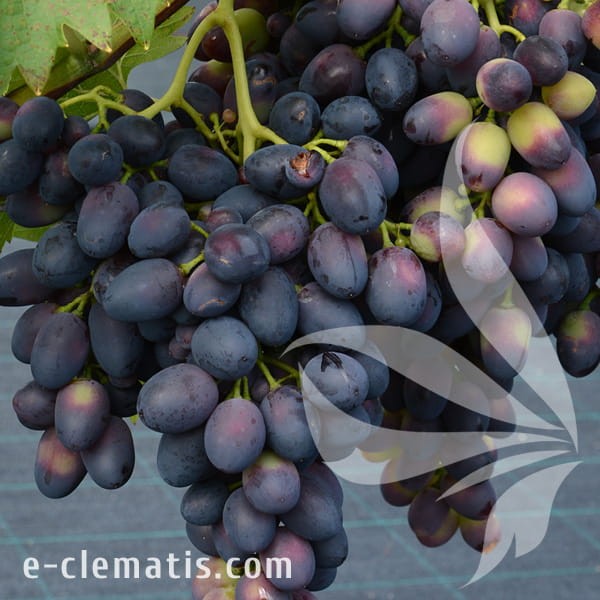 Vitis Nadiezda Azos.jpg