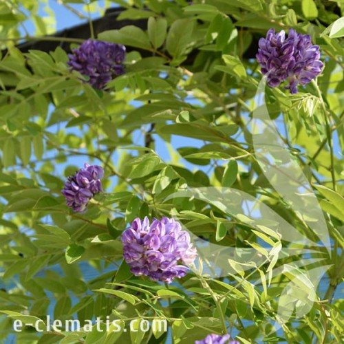 Wisteria frutescens Longwood Purple 1.jpg
