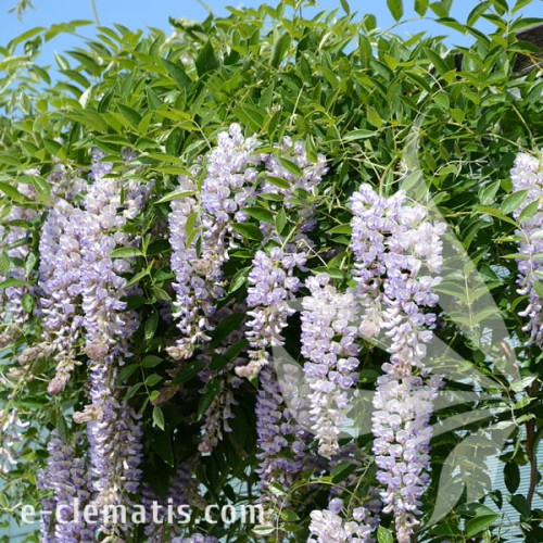 Wisteria macrostachya Blue Moon 1.jpg