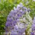 Wisteria sinensis Prolific.jpg