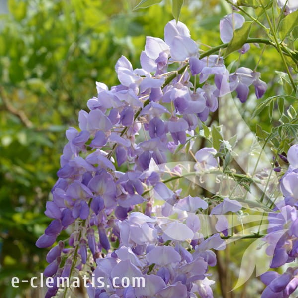 Wisteria sinensis Prolific.jpg