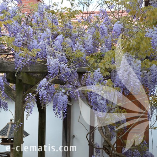 Wisteria sinensis Prolific 1.jpg