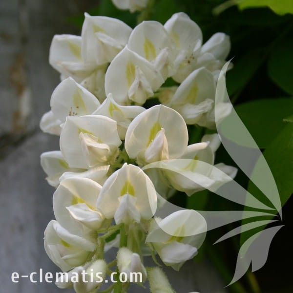 Wisteria frutescens Clara Mack.jpg