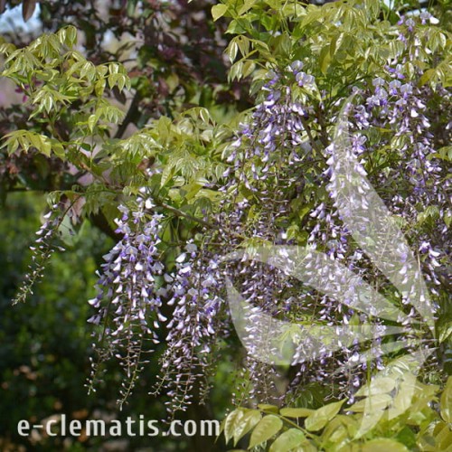 Millettia japonica 1.jpg