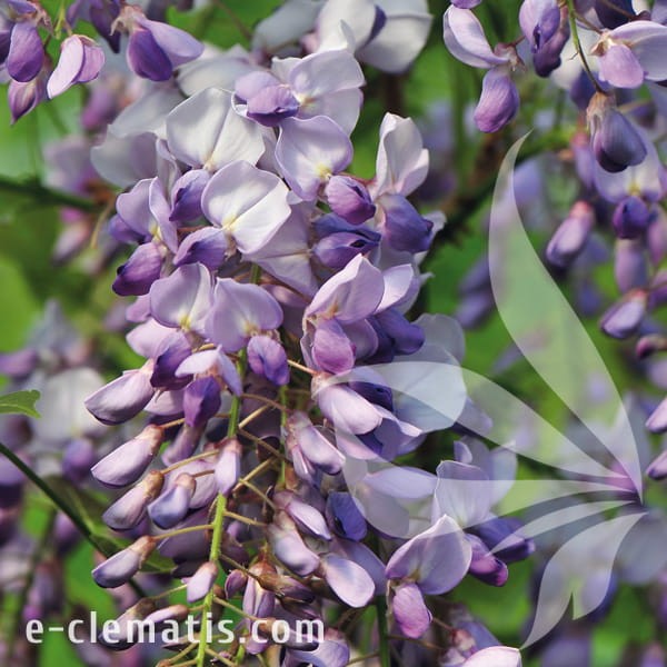 Wisteria sinensis Amethyst.jpg