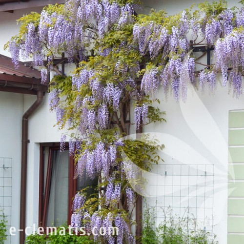 Wisteria floribunda Ludwik Lawin 1.jpg