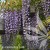 Wisteria floribunda Royal Purple.jpg