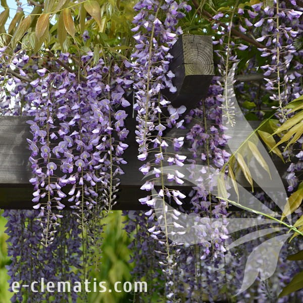 Wisteria floribunda Royal Purple.jpg