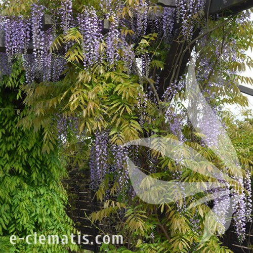 Wisteria floribunda Royal Purple 1.jpg