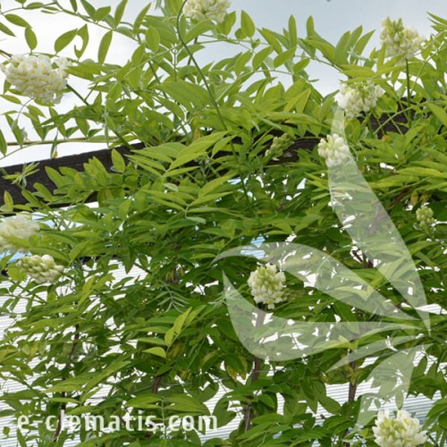 Wisteria frutescens Nivea 1.jpg