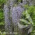 Wisteria floribunda Multijuga.jpg