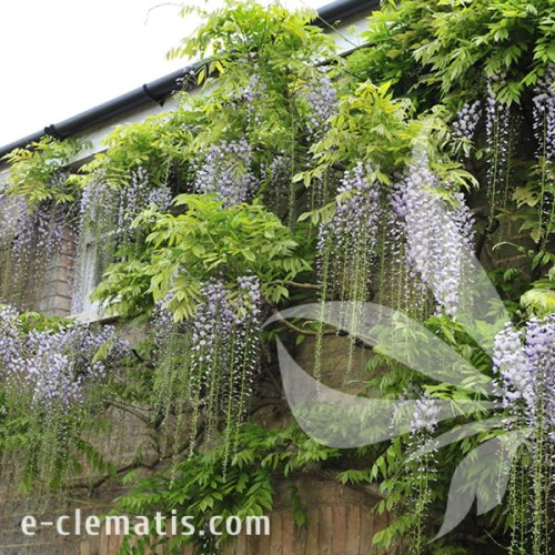 Wisteria floribunda Multijuga 1.jpg