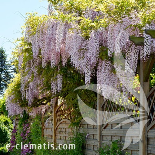 Wisteria floribunda Honbeni 1.jpg