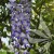 Wisteria floribunda Domino.jpg