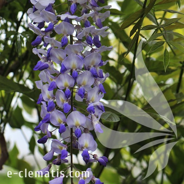Wisteria floribunda Domino.jpg