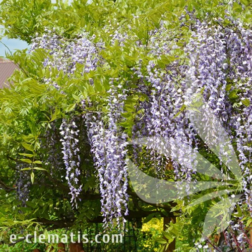 Wisteria floribunda Domino 1.jpg