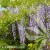 Wisteria floribunda Domino 1.jpg