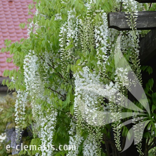 Wisteria floribunda Shiro-noda 1.jpg