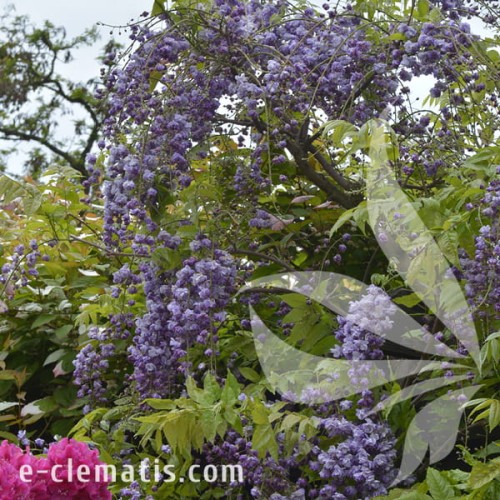 Wisteria floribunda Violacea Plena 1.jpg