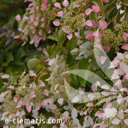 Schizophragma hydrangeoides Roseum 1.jpg