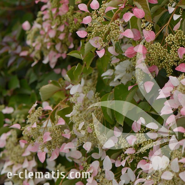 Schizophragma hydrangeoides Roseum 1.jpg
